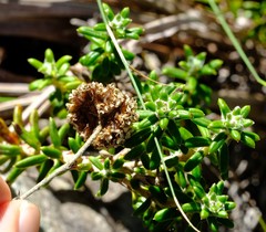 Anaxeton nycthemerum