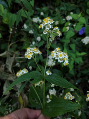Alloispermum