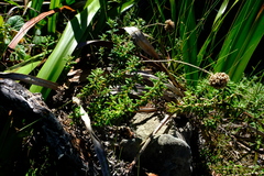 Anaxeton nycthemerum