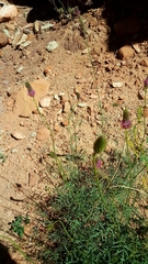 Dalea searlsiae