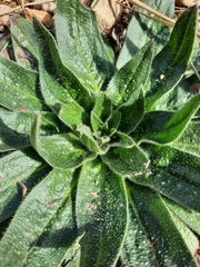 Echium italicum