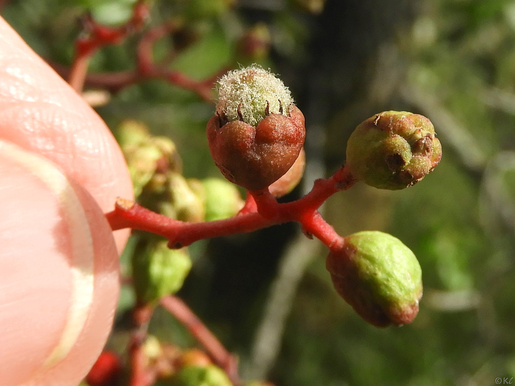 Toyon Fruit Gall Midge