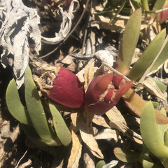 Carpobrotus virescens