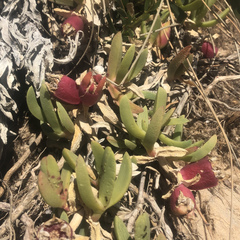 Carpobrotus virescens
