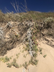 Carpobrotus virescens