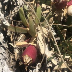 Carpobrotus virescens
