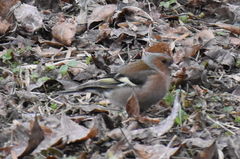 Fringilla coelebs