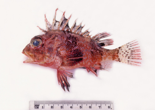 Coral perch (Neosebastes incisipinnis) — Neosebastidae — 5