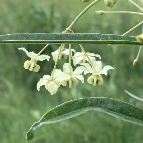 Gomphocarpus image