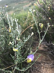Lotononis azureoides