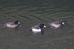 Aythya fuligula