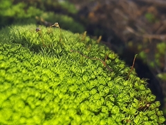 Trichostomum crispulum