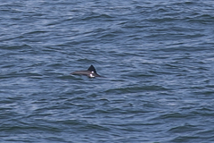 Cephalorhynchus heavisidii