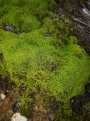 Trichostomum crispulum