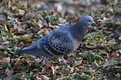 Columba livia domestica