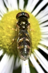 Platycheirus scutatus