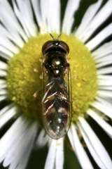 Platycheirus scutatus