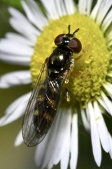 Platycheirus scutatus