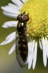 Platycheirus scutatus