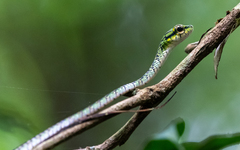 Rhamnophis