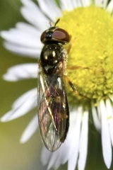 Platycheirus scutatus