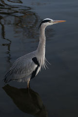 Ardea cinerea