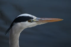 Ardea cinerea