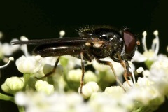 Cheilosia soror