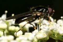 Cheilosia soror