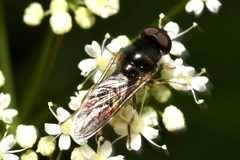 Cheilosia soror
