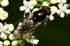 Cheilosia soror