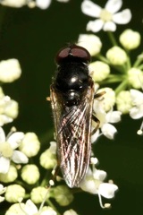 Cheilosia soror