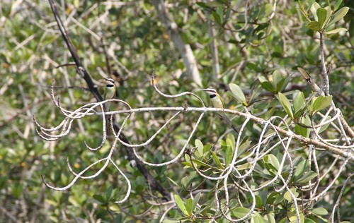 White-throated Bee-eater