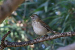 Turdus pallidus