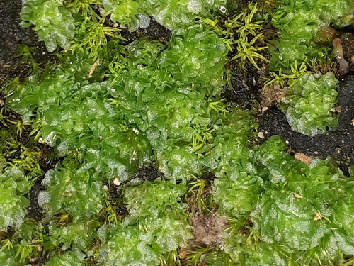 Greater Frillwort (Fossombronia angulosa) · iNaturalist