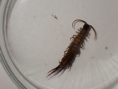 Lithobius tricuspis