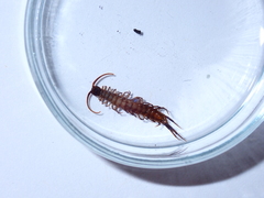 Lithobius tricuspis