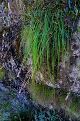 Trachyandra tabularis