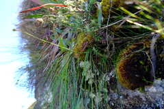 Trachyandra tabularis