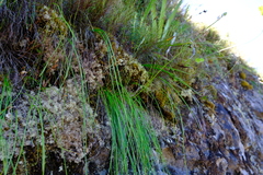 Trachyandra tabularis