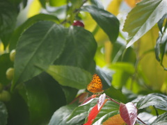 Phalanta phalantha phalantha