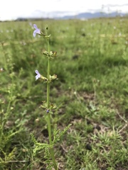 Salvia stenophylla