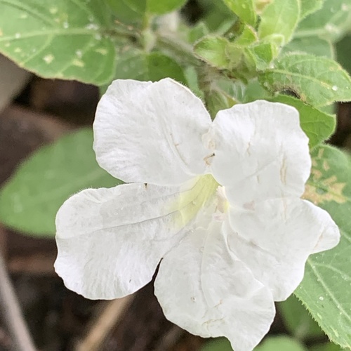 Ruellia patula image