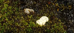 Campanella capensis