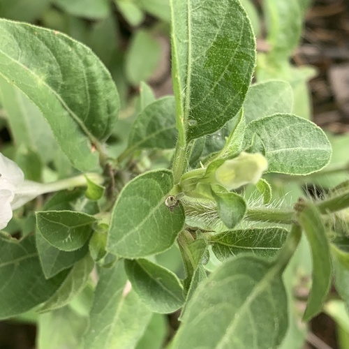 Ruellia patula image