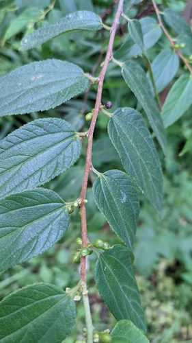 Trema tomentosa iNat (1)