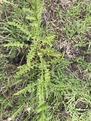 Salvia stenophylla