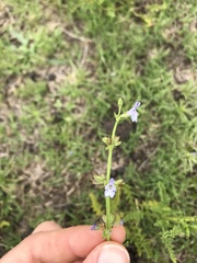 Salvia stenophylla