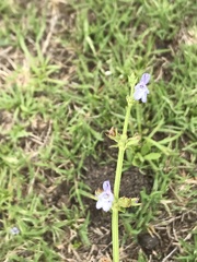 Salvia stenophylla