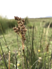 Juncus rigidus